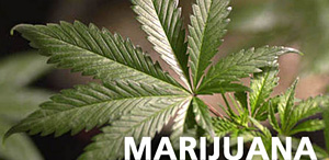 pot, dope, grass, weed, mary jane, doobie, bud, ganja, hashish, hash, bhang, marihuana, DUI drugs illegal substances DWI OUI OWI arrest drug charges